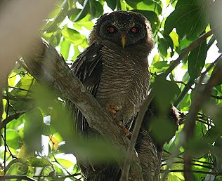 Africanische Waldeule, Strix woodfordii, african wood owl